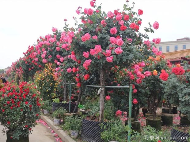 花木城：常州夏溪花木市場(圖2)