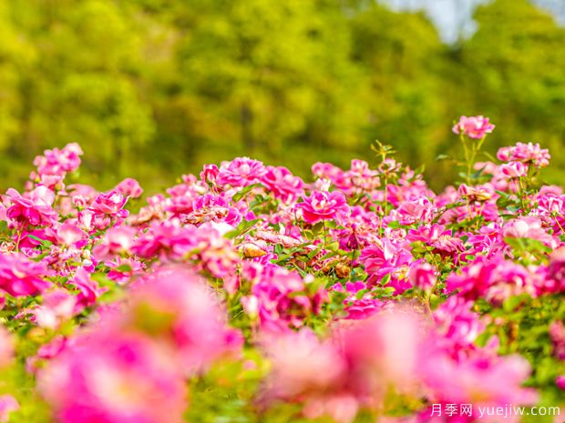 新余月季市花文化和景觀圖集(圖1)