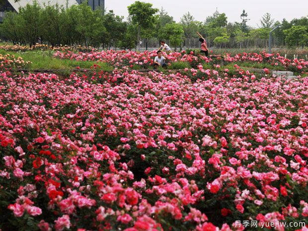 義烏月季市花文化和景觀圖集(圖4)