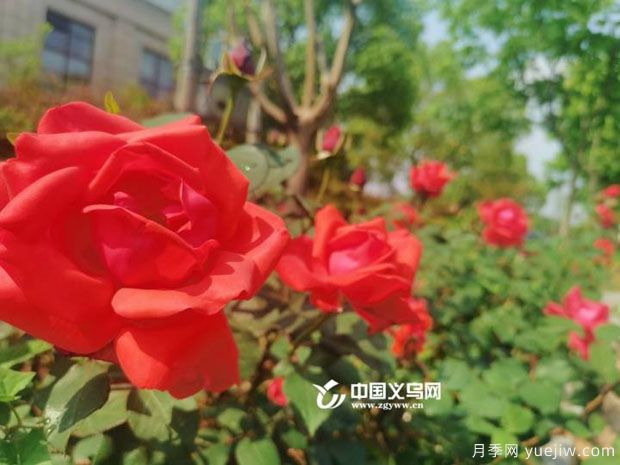 市花月季相繼綻放 義烏美麗春天花香滿城(圖1)