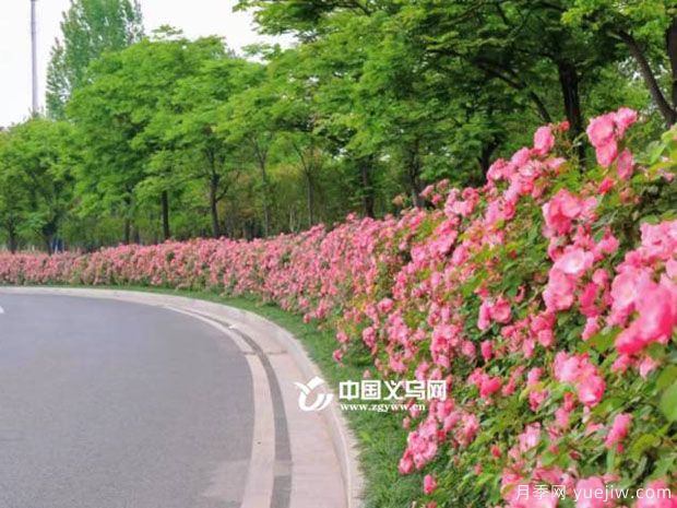 市花月季相繼綻放 義烏美麗春天花香滿城(圖2)