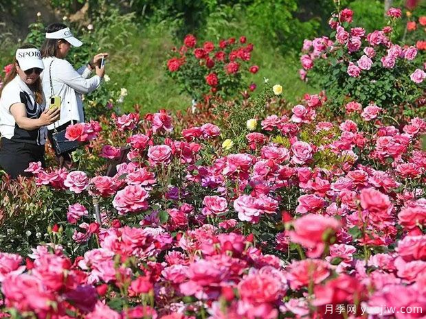 天水月季市花文化和景觀圖集(圖1)