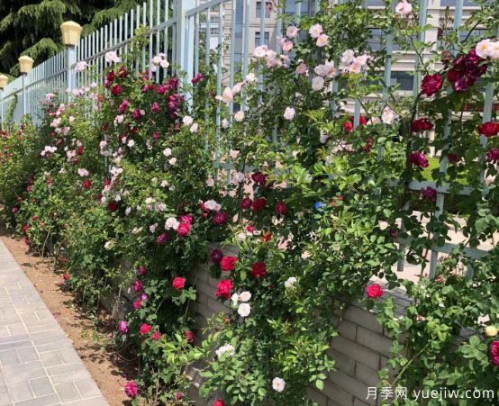 天水市花月季美麗開放，為城市景觀增資添彩(圖1)