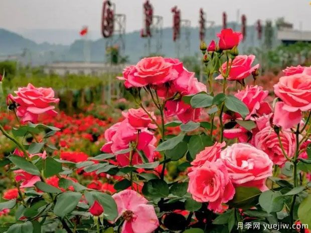 綿陽月季市花文化和景觀圖集(圖2)