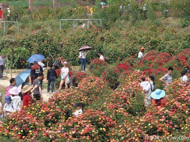 綿陽月季市花文化和景觀圖集(圖3)