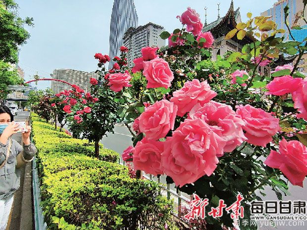 蘭州玫瑰市花文化和景觀圖集(圖2)