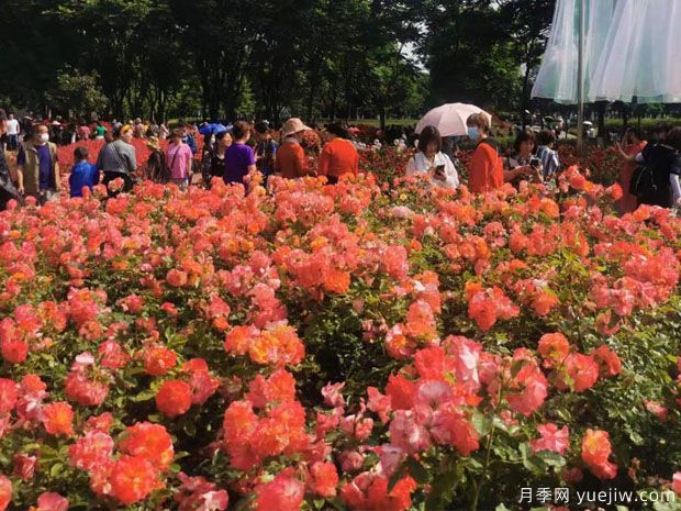 德陽月季市花文化和景觀圖集(圖2)