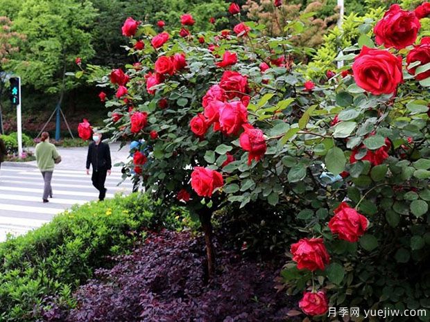 十堰市花文化和月季景觀(圖1)