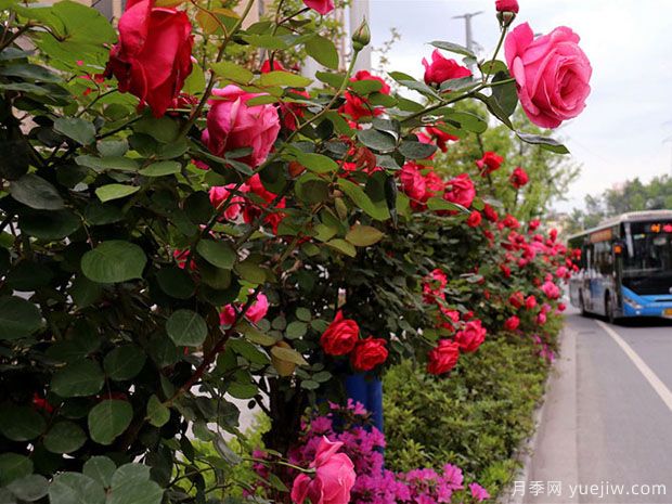 十堰市花文化和月季景觀(圖3)