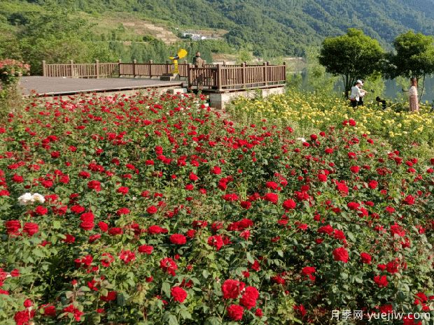 十堰市花文化和月季景觀(圖4)