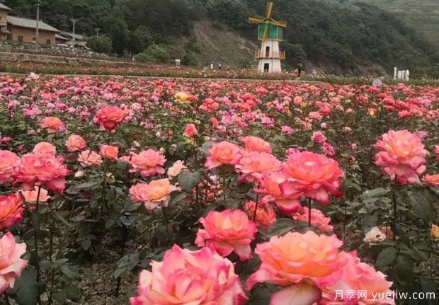 大美月季，十堰這幾處的月季花海等你來觀賞(圖4)