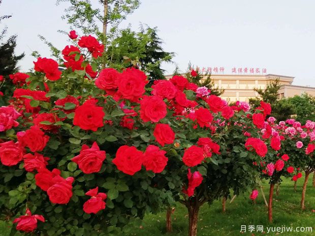 長治月季市花文化和景觀圖集(圖1)