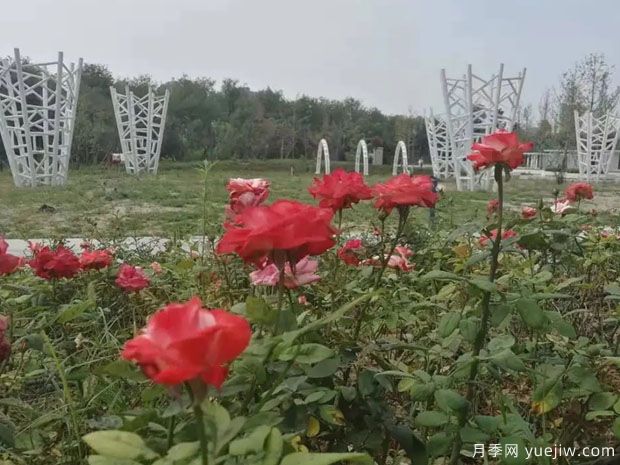 運(yùn)城月季市花文化和景觀圖集(圖3)