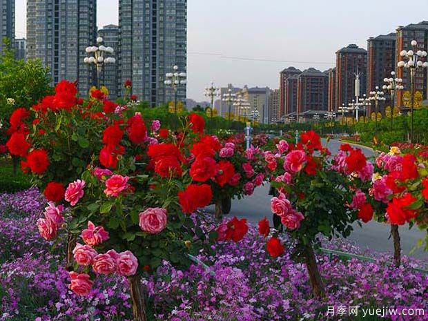 韓城月季市花文化和景觀圖集(圖3)