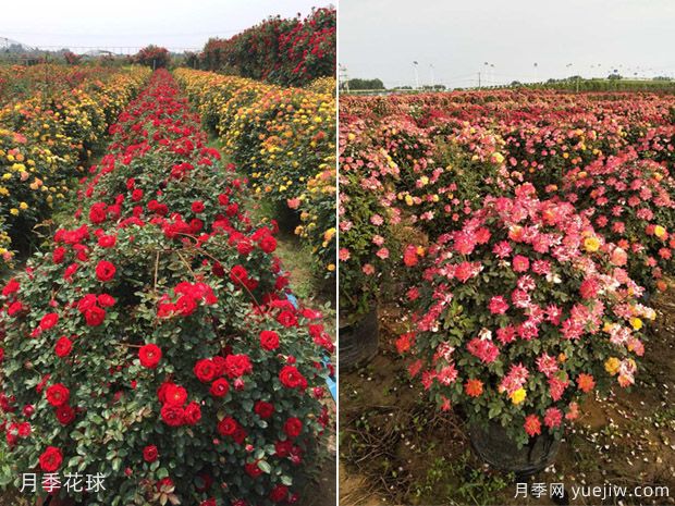 球類植物的用途(圖1)