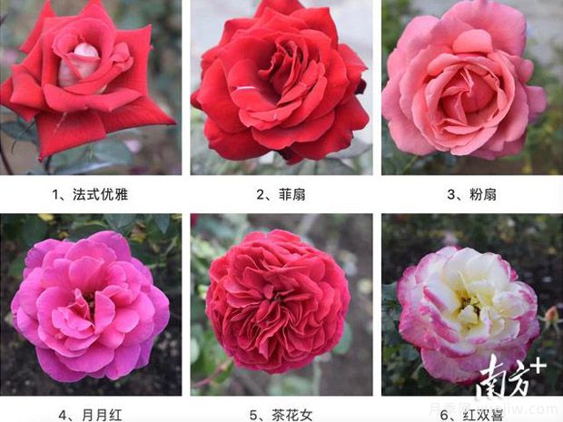 東莞植物園83個月季花品種盛放，教你如何種月季(圖1)