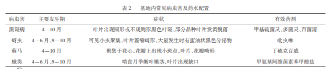 高架月季盆栽規(guī)?；B(yǎng)護技術(圖2)