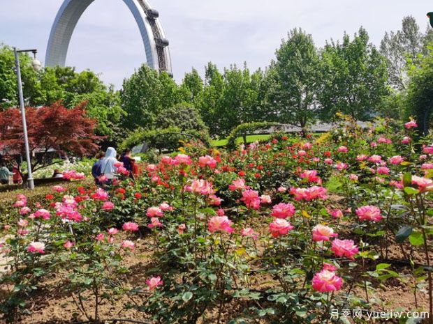 常州月季市花文化和景觀圖集(圖2)