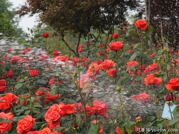 種植月季2000多萬株，鄭州打造月季花城(圖1)