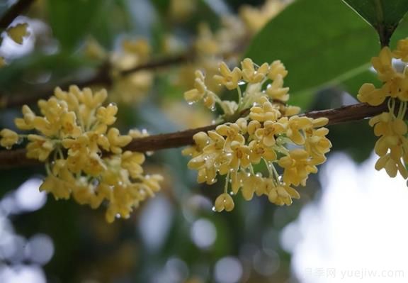 桂花樹和山月桂的區(qū)別有哪5點？(圖1)