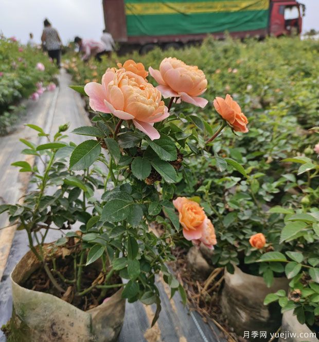 果汁陽臺(tái)大缽美植袋苗基地批發(fā)(圖5)