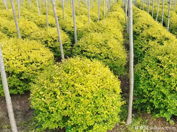 亮晶女貞的圖片特點和種植養(yǎng)護(圖1)