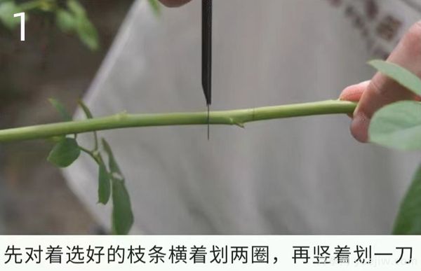 月季高壓繁殖的優(yōu)點和操作方法(圖1)