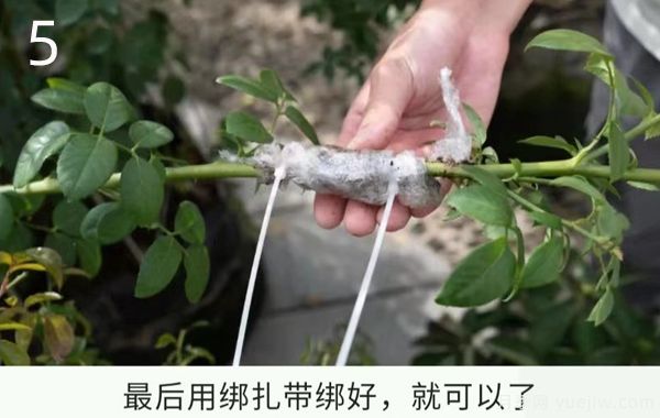 月季高壓繁殖的優(yōu)點和操作方法(圖5)