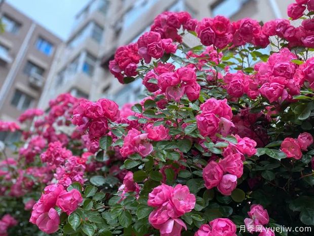 大連月季市花文化和景觀圖集(圖1)