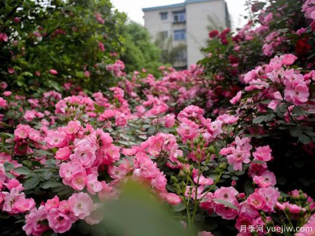 郴州月季市花文化和景觀圖集(圖1)