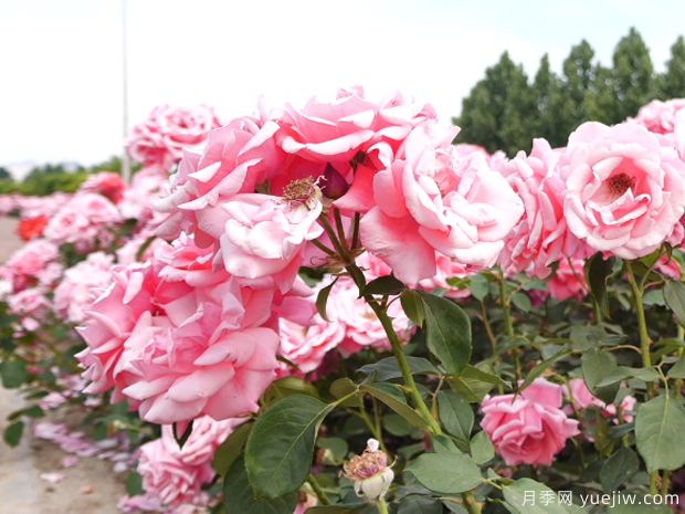 辛集月季市花文化和景觀圖集(圖2)