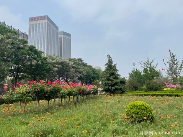 辛集月季市花文化和景觀圖集(圖3)