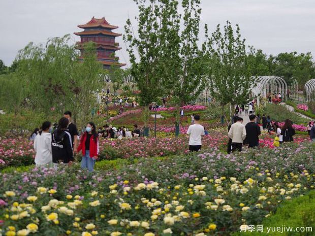 濟(jì)寧月季市花文化和景觀圖集(圖3)