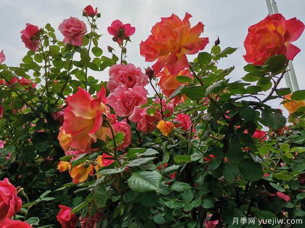 濱州月季市花文化和景觀圖集(圖2)