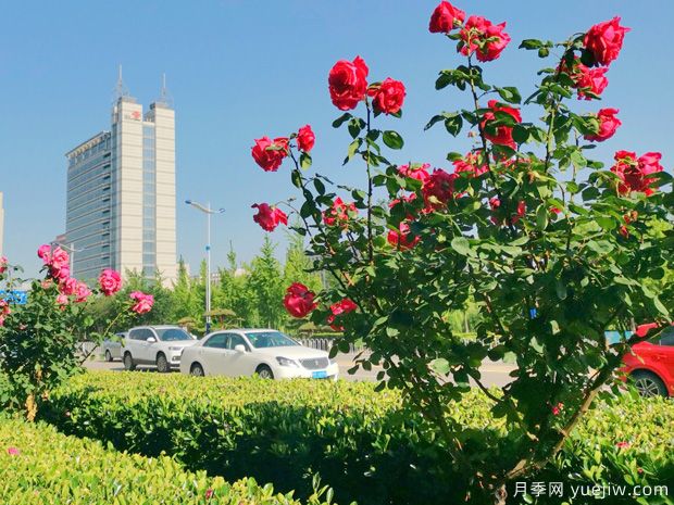 濱州月季市花文化和景觀圖集(圖3)