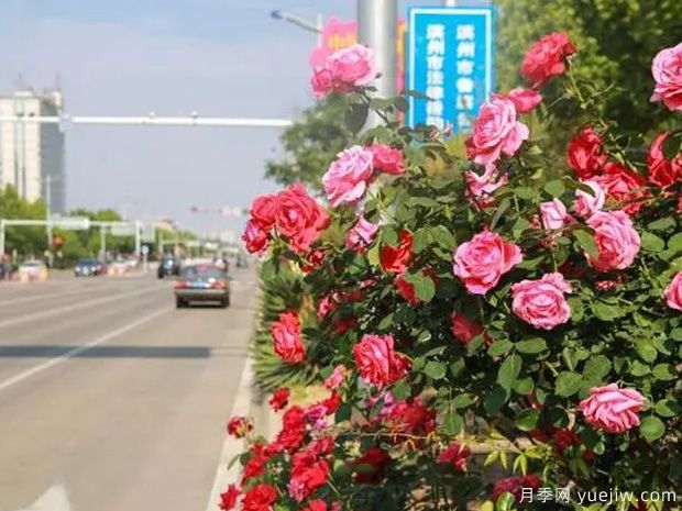 濱州月季市花文化和景觀圖集(圖4)