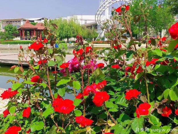 淄博月季市花文化和景觀圖集(圖1)