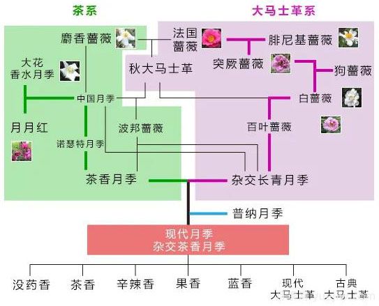 月季的7大香型和10大香調(diào)(圖1)