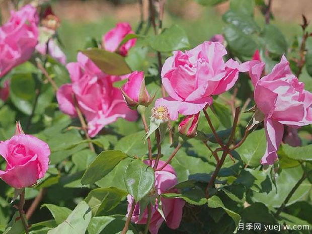 麥卡尼之花月季(圖3)