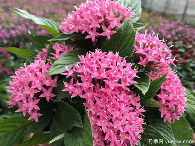 月季花花期長，養(yǎng)花還有哪幾種花期可達(dá)半年？(圖2)