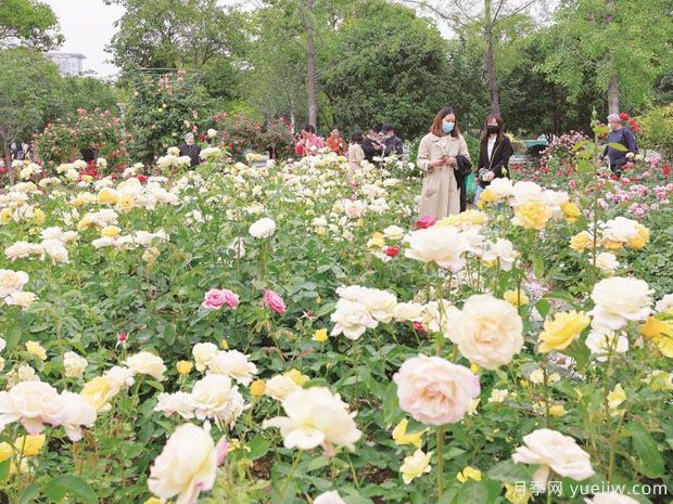 宿州月季市花文化和景觀圖集(圖2)