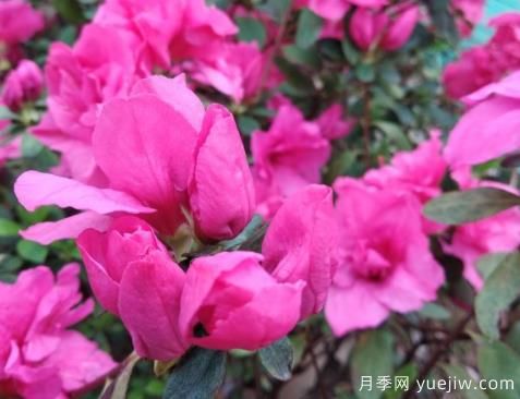  如何把杜鵑花養(yǎng)好？做好四點，花開熱情四季可賞(圖1)