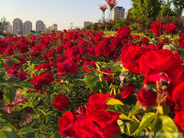 阜陽月季市花文化和景觀圖集(圖1)