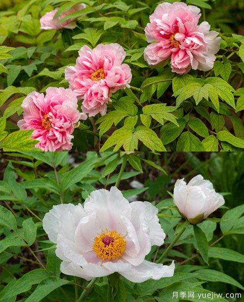 鳳丹花和牡丹花的區(qū)別？看葉子和根系(圖1)