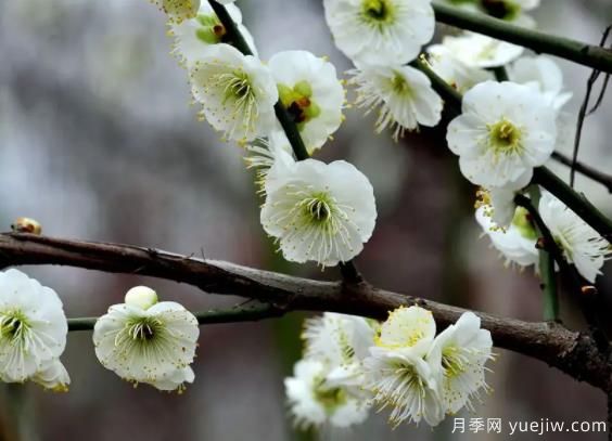 綠萼華--梅花珍品，詩歌贊分享(圖1)