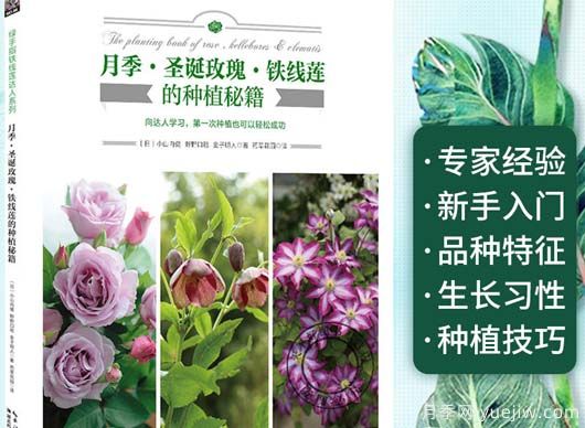 月季圖書：小山內(nèi)健《月季·圣誕玫瑰·鐵線蓮的種植秘籍 》(圖1)