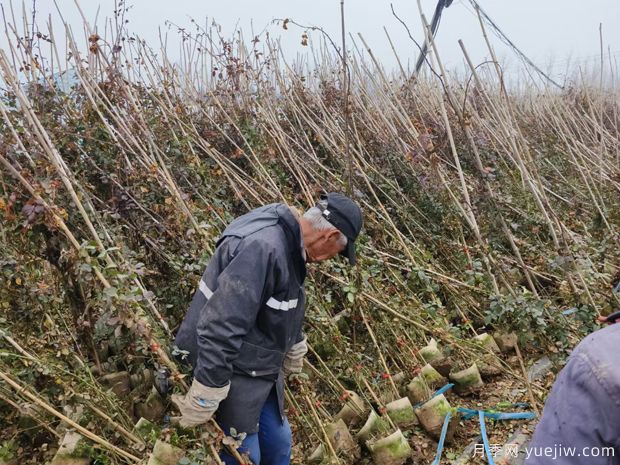 1.5米高爬藤月季2月批發(fā)價格(圖2)