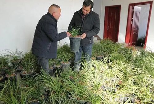 南陽西峽蘭花香飄正好，蘭花培育致富(圖1)