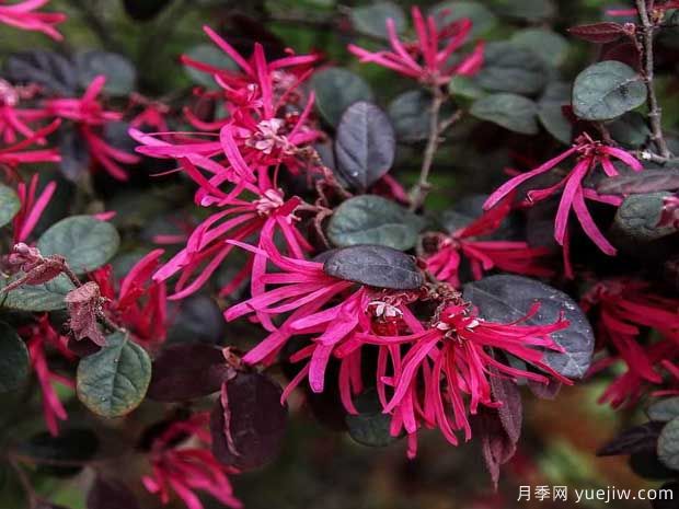 紅花檵木花團(tuán)簇錦，廣泛用于園林造景(圖1)