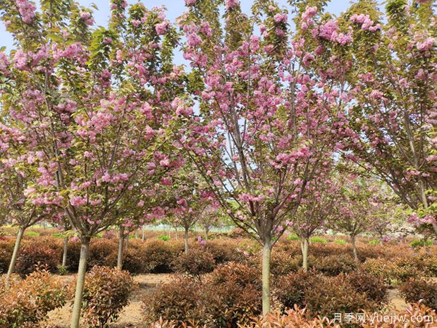 櫻花樹幾年可以開花？日本晚櫻開花的觀賞價值(圖1)